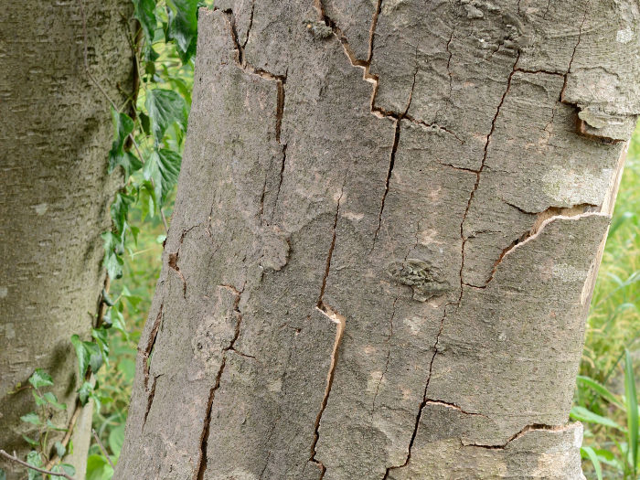 ケヤキの樹皮が新陳代謝によって剥がれ落ちる様子